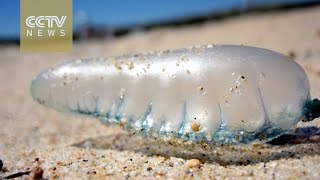 Thai beaches closed as dangerous jellyfish found ashore