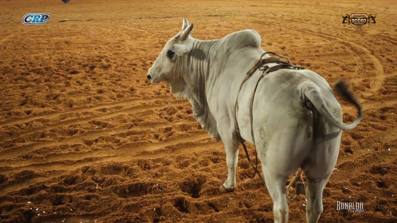 DESAFIO DO BEM - Rafael Marcelino x Drago (Cia. Tercio Miranda) cavalos de raça