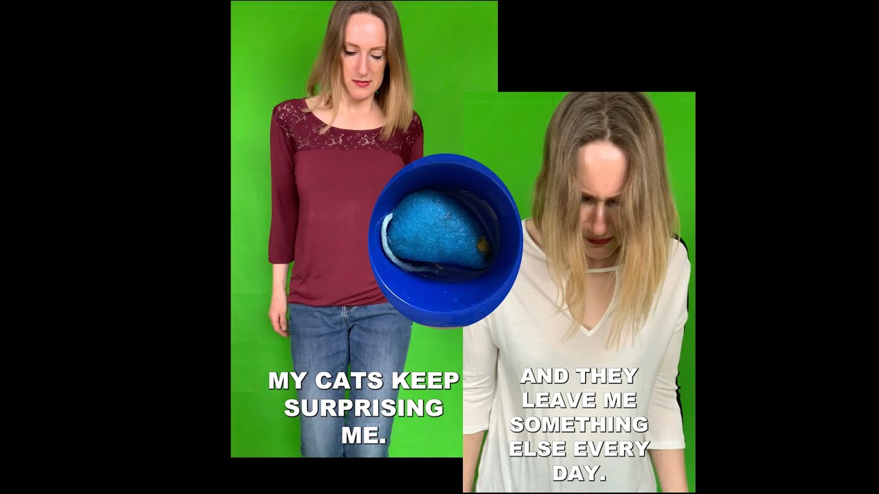 Calling all cat experts to explain this cat mystery 