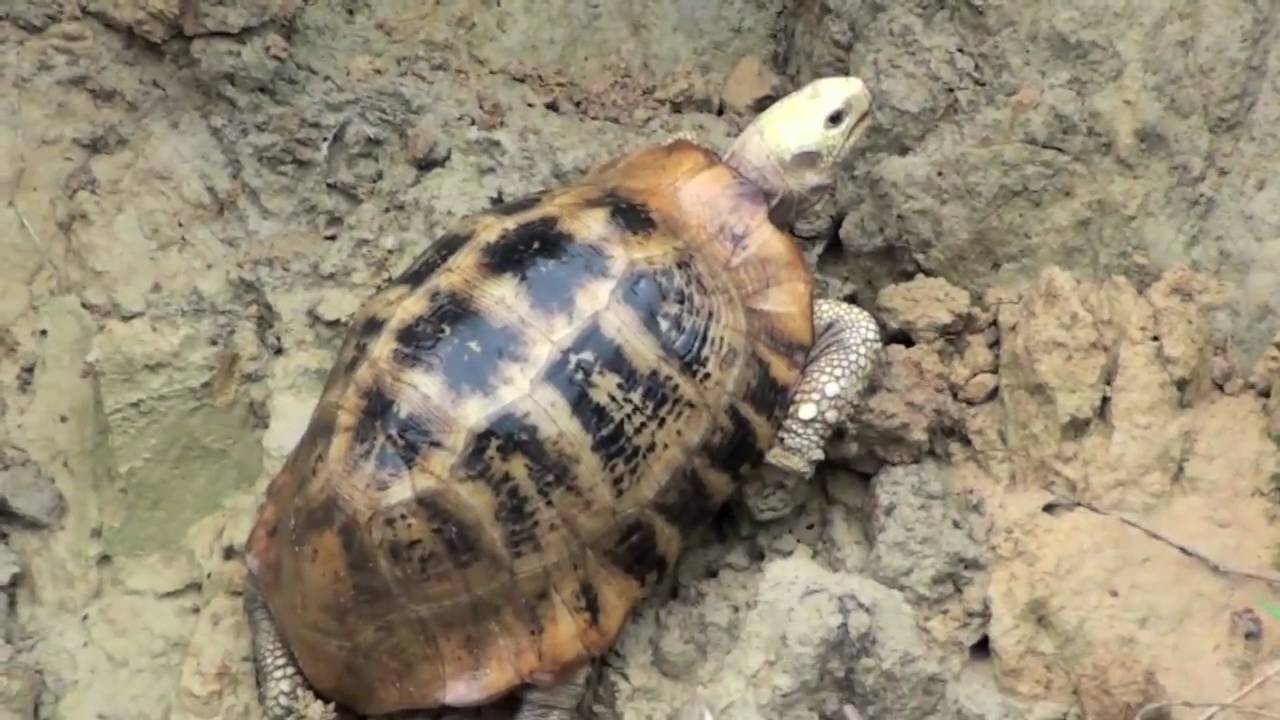 Elongated tortoise