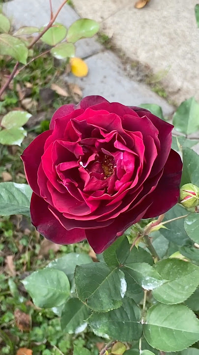 ‘MISTER LINCOLN’ HYBRID TEA ROSE #rose #gardenrose #flowers #flower #shorts #youtubeshorts #short