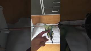 Learning some skills to my birdy #birdlovers #perruche #loveanimals #skills #cutebirds #shorstvideo