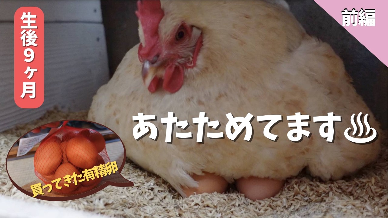 【前編】卵、温め始めました！生後９ヶ月のにわとり