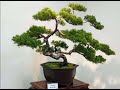【MUJO趴趴走】嘉義縣中埔鄉:新禪學巧雕師-樹雕DIY-宏騰種苗園藝