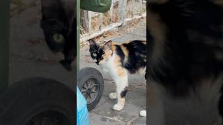 Sen De Bu Gözlere Dayanabilir Misin? Her Köşe Başında Bir Tatlı Sürpriz Abone Olmayı Unutma