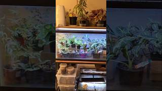 Boulevard Of Begonias Parody