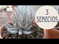 3 SENECIOS /Senecio Ficoides/ Senecio Scaposus/Senecio Haworthii Mont Blanc