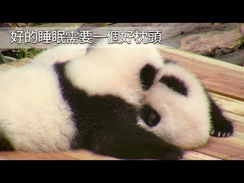 《熊貓早晚安》好的睡眠需要一個好枕頭 | iPanda