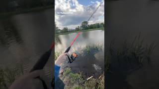 Пруд в парке , на силиконового мотыля ротан #рыбалка #fishing
