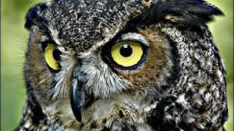 Predator-Prey Science Video