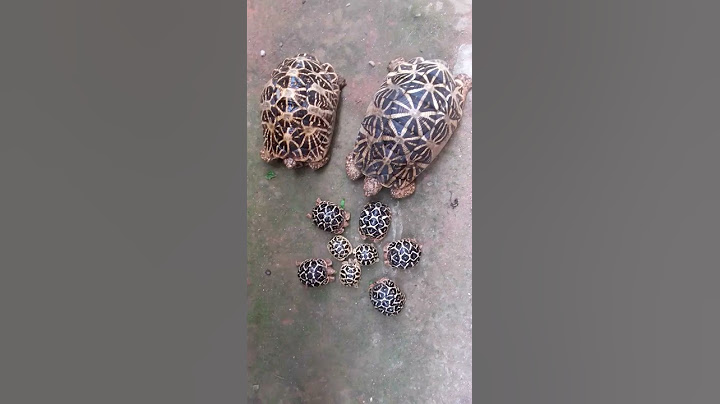 Star Turtle Mom Dad with 8 Baby Stars Family look after 🥰
