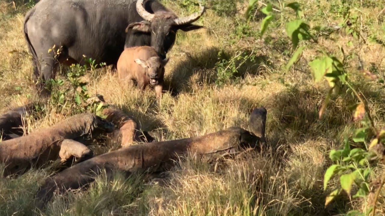 Surrounded by komodo dragons, how could this calf survive