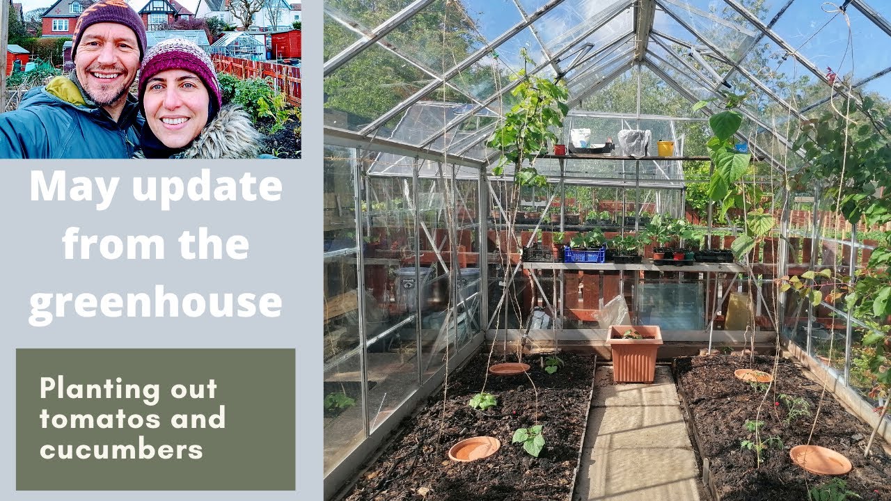 May update from the greenhouse - Planting out tomatos and cucumbers