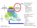 Research on the Potential Immunomodulatory  Properties of Probiotics