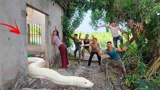 Celebrity Brave soldiers used high-tech snake detectors to locate the giant python's nest. Net Worth