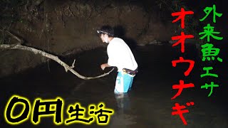 暗黒の川で外来魚をエサにしてオオウナギを狙う【沖縄北部0円釣り生活4話】