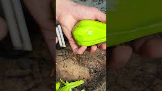 chayote#chayote #boykingtv #cuttingfruits #cuttingskills #shortsvideo