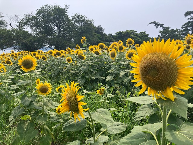 Sunflower Garden 向日葵畑・国東半島 行者洞窟 - YouTube