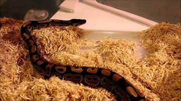 New ball python pick up!