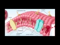 Understanding the Cell Membrane