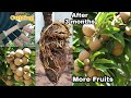 How to Air Layering Sapodilla Tree With 100% Success / Easy for Beginners by NY SOKHOM