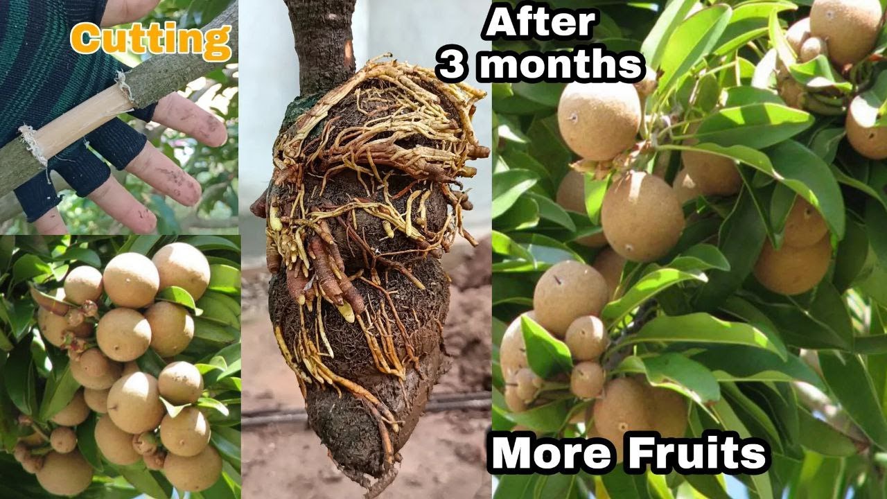 How to Air Layering Sapodilla Tree With 100 Success  Easy for Beginners by NY SOKHOM