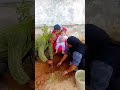 #PlantATree#DeraSachaSauda #MegaTreePlantation#SaintGurmeetRamRahimSinghJi #MereDeshKiJawani