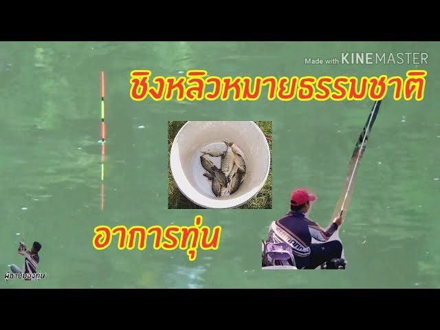 #ชิงหลิว #อาการทุ่น
🐟🐟ชิงหลิวหมายธรรมชาติ💯💯EP 49 อาการทุ่น😁😁ทำดีที่สุดแล้ว//หนักหนาสาหัส