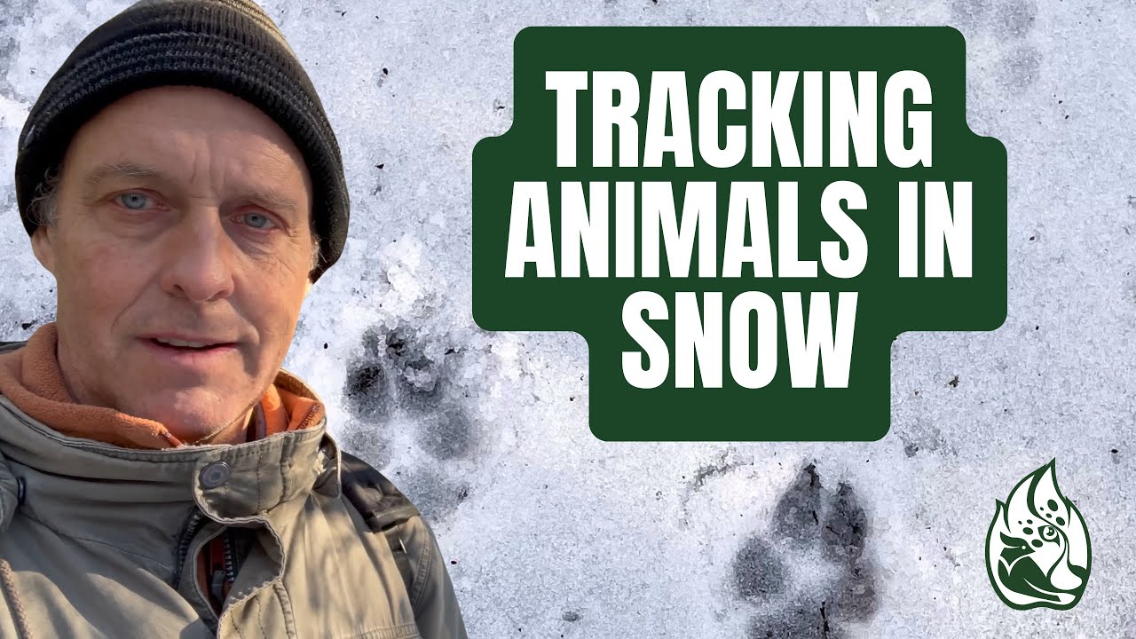 Snow Trailing a Coyote & Fox: How to Read Tracks & Sign in Winter