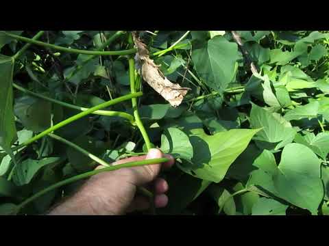 Видео: Китайские растения ямса - Как выращивать ямс