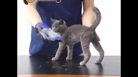 Găng Tay Chải Lông Thú Cưng