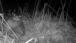 Tales From The Irish Riverbank On A Misty Night. European Otters Red Fox. See Description.