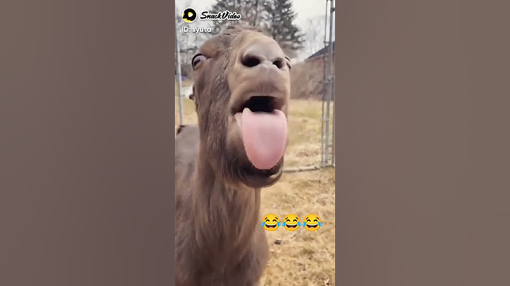 смешной козёл😂❤️ го лайк+подписка))