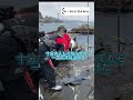 【石師魂/大物取り込みシーン】 #石師魂#取り込み#南郷#幸島#石キチちゃんねる