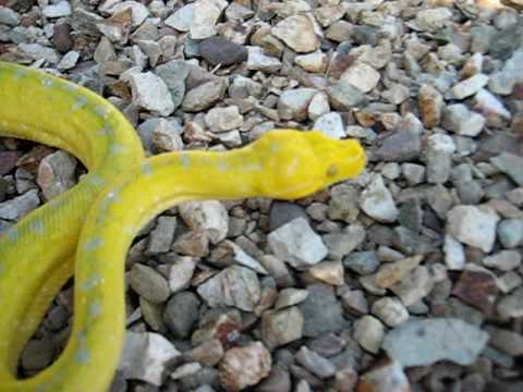 Canary