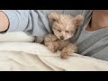 寒い朝は犬も三度寝したいらしい