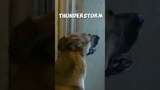 German Shepherd Weather Forecast shorts germanshepherd dog funny fun weatherforecast