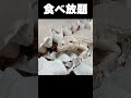 ぱくぱく　#爬虫類　#フトアゴヒゲトカゲ　#初ローチ　#ハイポゼロ