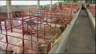 Farm Update: Newly Renovated Gestating/Lactating Pen