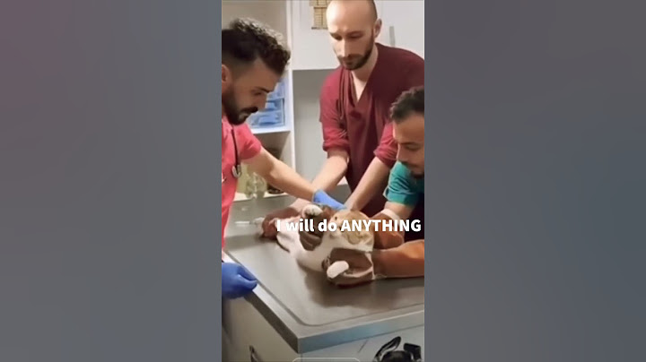 The Cat hates the Vet 😭 #shorts #cat #memes #fyp