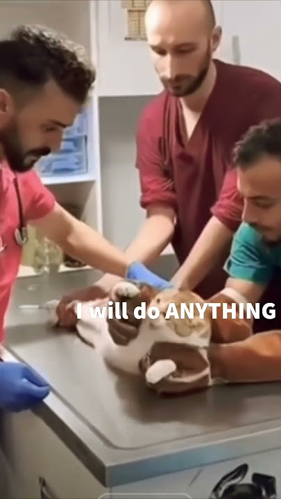 The Cat hates the Vet 😭 #shorts #cat #memes #fyp