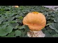 Giant pumpkins growing fast and faster! 🎃