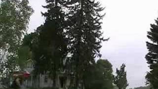 Spruce Tree Drop