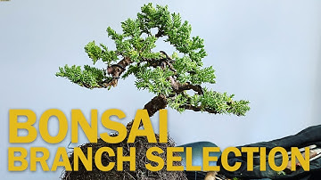 Bonsai Branch Selection : How to Create a Bonsai from Nursery Stock