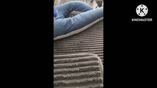 Ice Age Scrat Scream 3 Sound