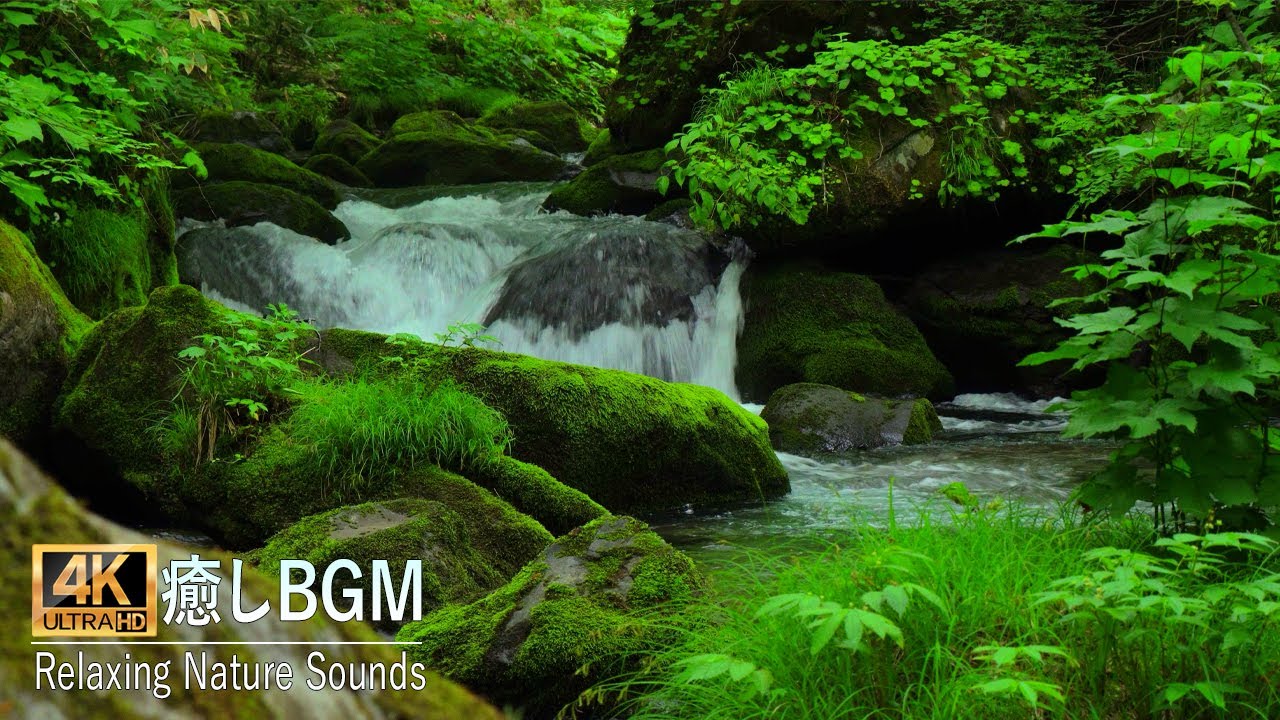【自然の音と4K 映像】癒しBGMと爽やかな新緑／鳥のさえずりと川のせせらぎが心を癒してくれます。疲れた心身の回復・リラックス効果・勉強中や ...