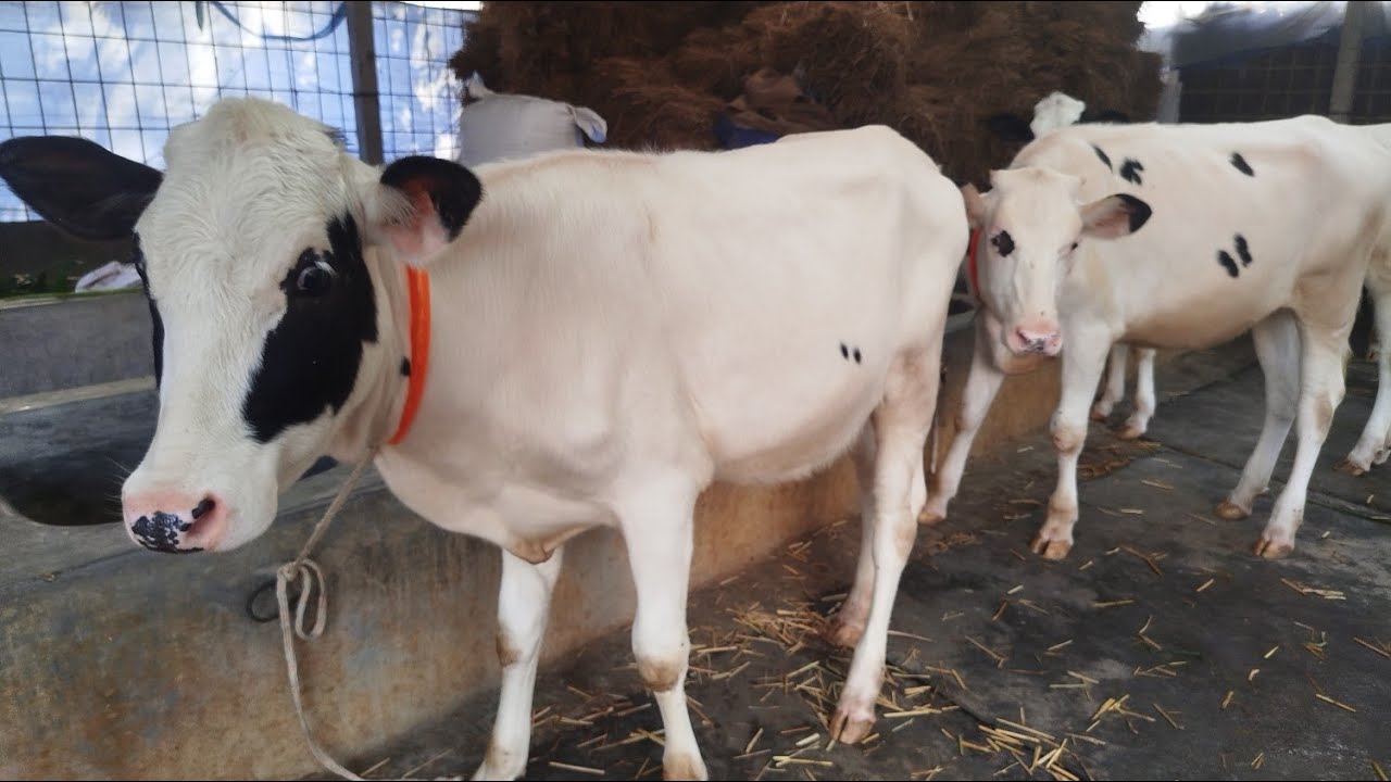 খুব ভালো মানের সুপার কোয়ালিটির এডিএল হানডেট বিজের বকলা দেখুন বাইজিদ ডেইরি ফার্ম। 