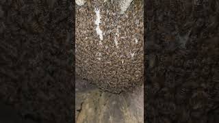 #music #bollywood #experiment #honeybeesting #himalayanhoney