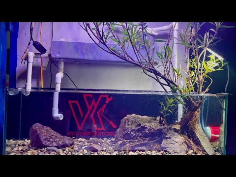 Làm hồ cá layout biotope với đá và cây mị nương