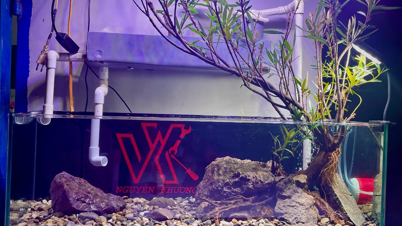 Làm hồ cá layout biotope với đá và cây mị nương - YouTube